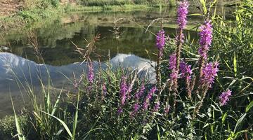 Teich mit blühendem Blutweiderich am Ufer