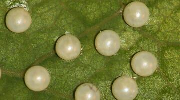 Eier des Osterluzeifalters © Marion Jaros Eier des Osterluzeifalters