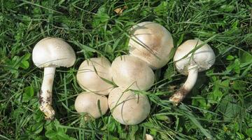 Fruchtkörper des Karbol-Champignons in einer Wiese