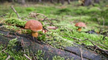 Maronenröhrlinge auf moosigem Waldboden