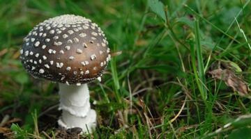 Patherpilz, Fruchtkörper mit braunem Hut und weißen Flocken auf einer Wiese