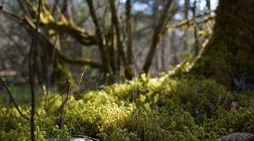 © Ramona Cech Moos am Waldboden