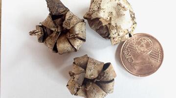 Geastrum corollinum © Christian Apschner Geastrum corollinum