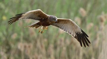 Rohrweihe im Flug