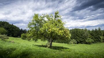 Streuobstwiese