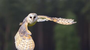Schleiereule im Flug