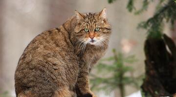 Wildkatze