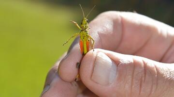 © Jolanda Tomaschek Heuschrecke in Hand