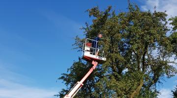 Obstbaumschnitt mittels Hebebühne