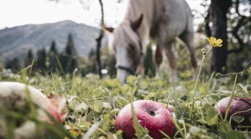 Streuobstweide
