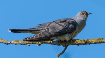 Kuckuck © Samuel Schnierer Kuckuck