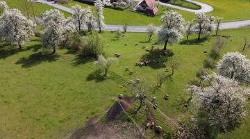 Streuobstwiese von Peter Reitner