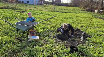 Kornelkirschen pflanzen