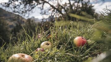 Streuobstwiese im Naturpark Eisenwurzen