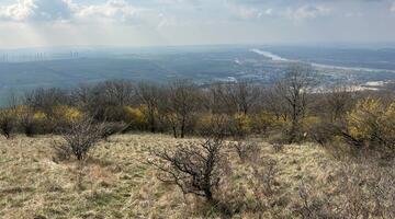 Hundsheimer Berg im Frühling mit blühenden Kornelkirschen