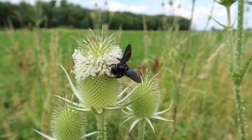 Holzbiene auf Karde in Altbrache