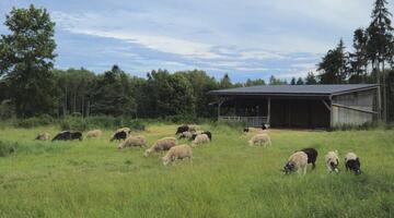 Schafherde auf der Weide