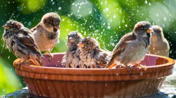 Spatzen Vogelbad