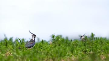 Mit seinem markanten Schopf ist der Kiebitz einer der auffälligsten Vögel in unserer Kulturlandschaft. 