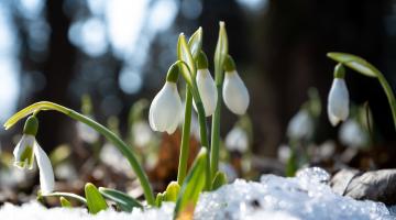 Schneeglöckchen im Schnee