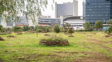 Schmetterlingswiese im Donaupark