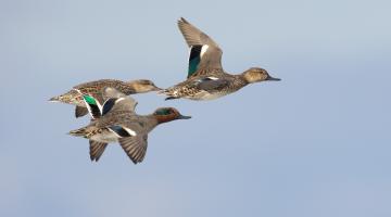 Krickenten im Flug