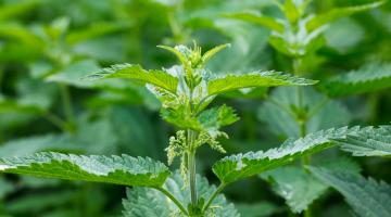 Urtica dioica