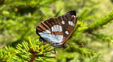 Blauschwarzer Eisvogel
