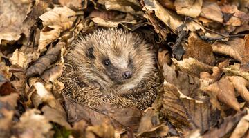 Igel in Laub