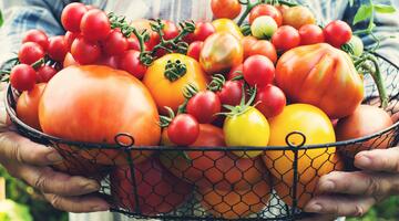 Tomaten