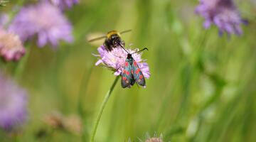 Hummel und Falter auf Blume