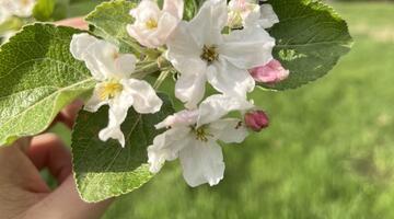 Apfelblüte