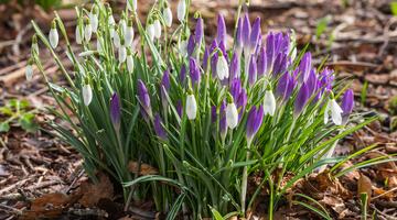 Schneeglöckchen (Galanthus nivalis)