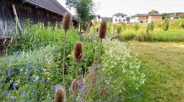 Wilde Karde im Blühstreifen 