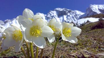 Schneerose