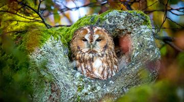 Waldkauz im Portrait