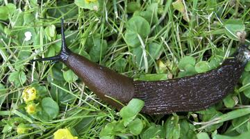 nuetzlinge und schaedlinge Nacktschnecke