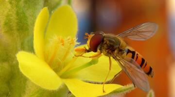 Hainschwebfliege auf Blühte
