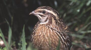 Wachtel (Coturnix coturnix)
