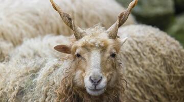Zackelschaf