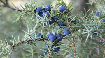 Wacholderbeeren 