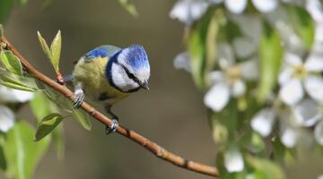 Blaumeise auf einem Ast