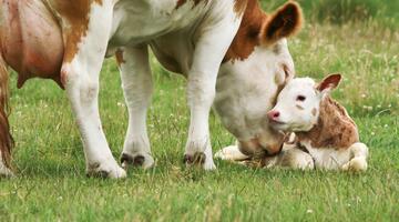Neugeborenes Kalb und die Mutter