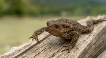 Erdkröte (Bufo Bufo)