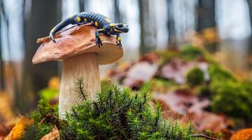 Feuersalamander