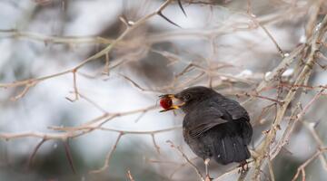 Amsel sitzt auf einem Baum