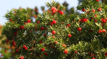Eibe mit Beeren drauf