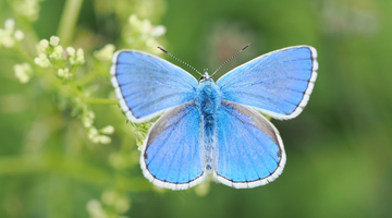 Himmelblauer Bläuling und eine Blume