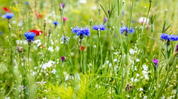 Wildblumen in der Blütezeit, Kornblumen, Mohn und Kräuter im Hintergrund