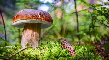 Steinpilz auf Waldboden